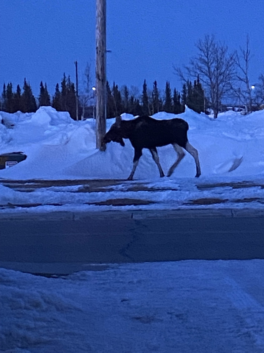 A moose walking through snow at blue-hour dusk in Alaska.
